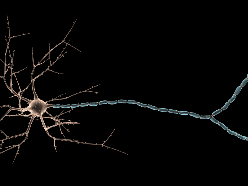 wat zijn neurotransmitters: hoe een zenuwcel eruit ziet