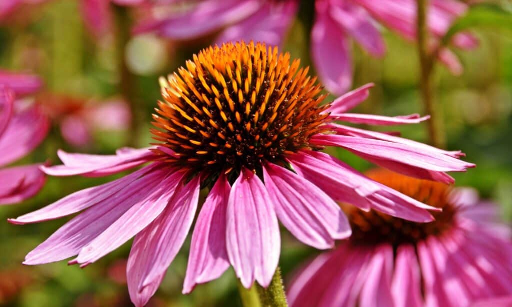 close up beautiful pink coneflower scaled 1